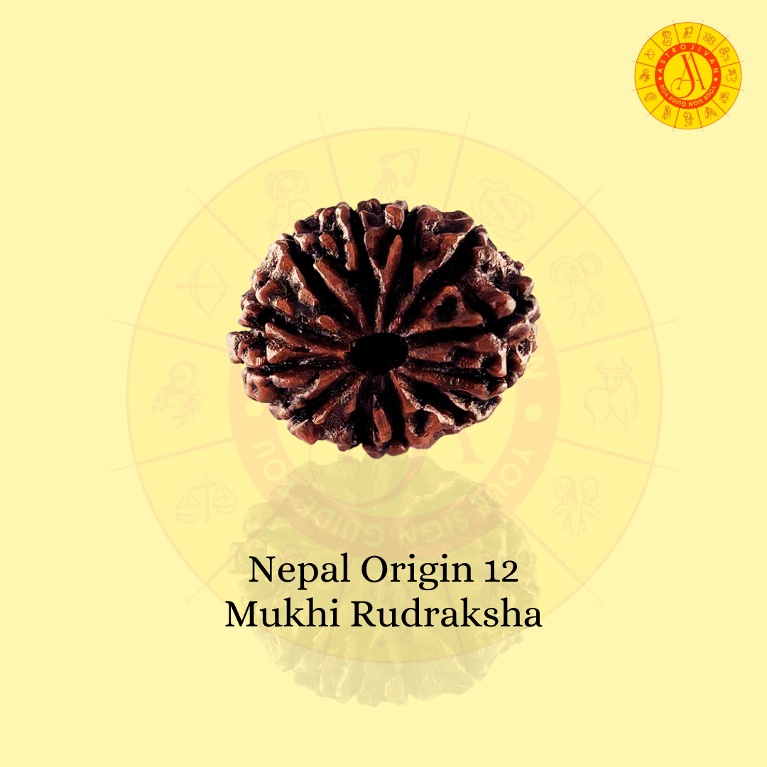 Nepal Origin 12 Mukhi Rudraksha – The Divine Blessing of Lord Sun & Power