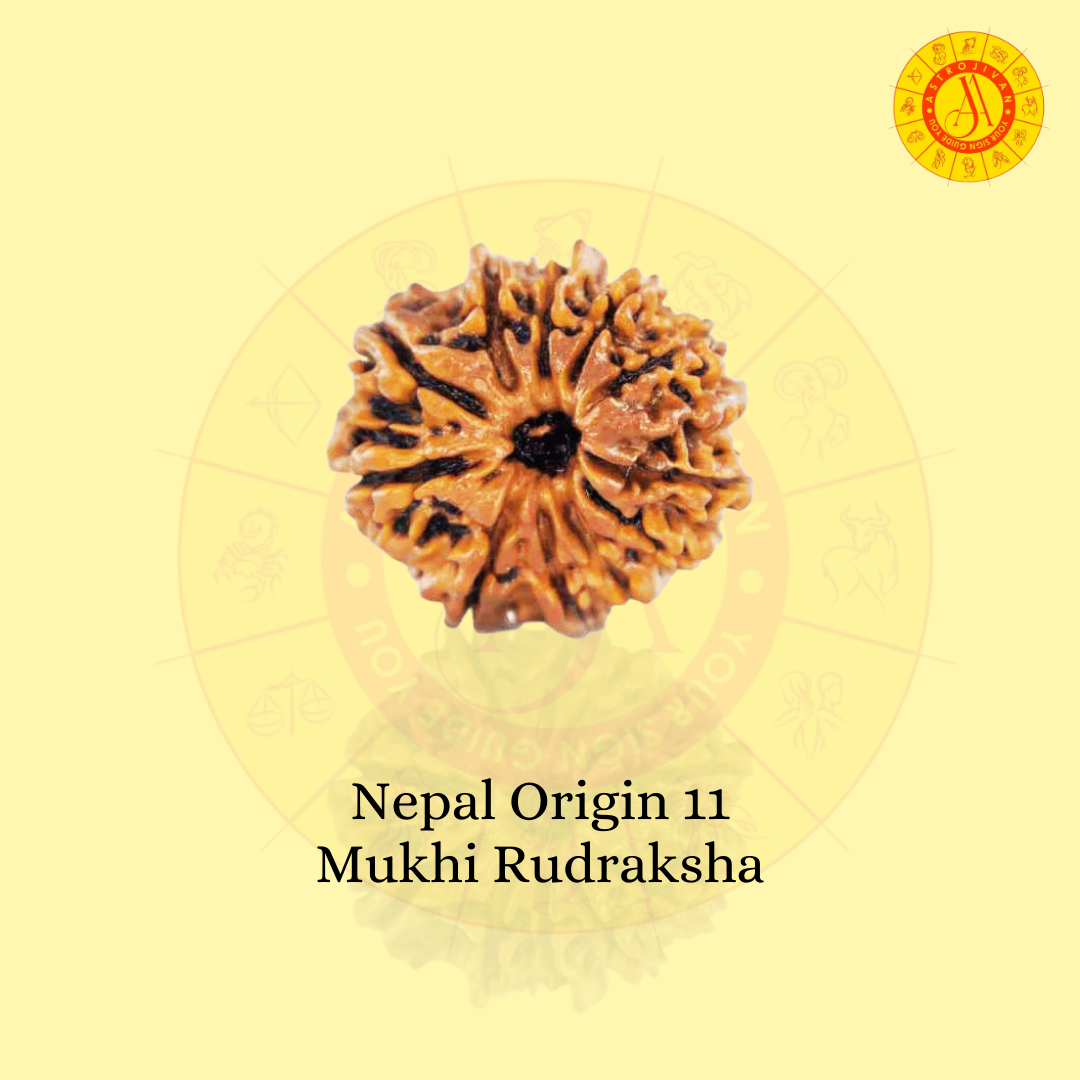 Nepal Origin 11 Mukhi Rudraksha – Symbol of Power, Wisdom & Divine Blessings